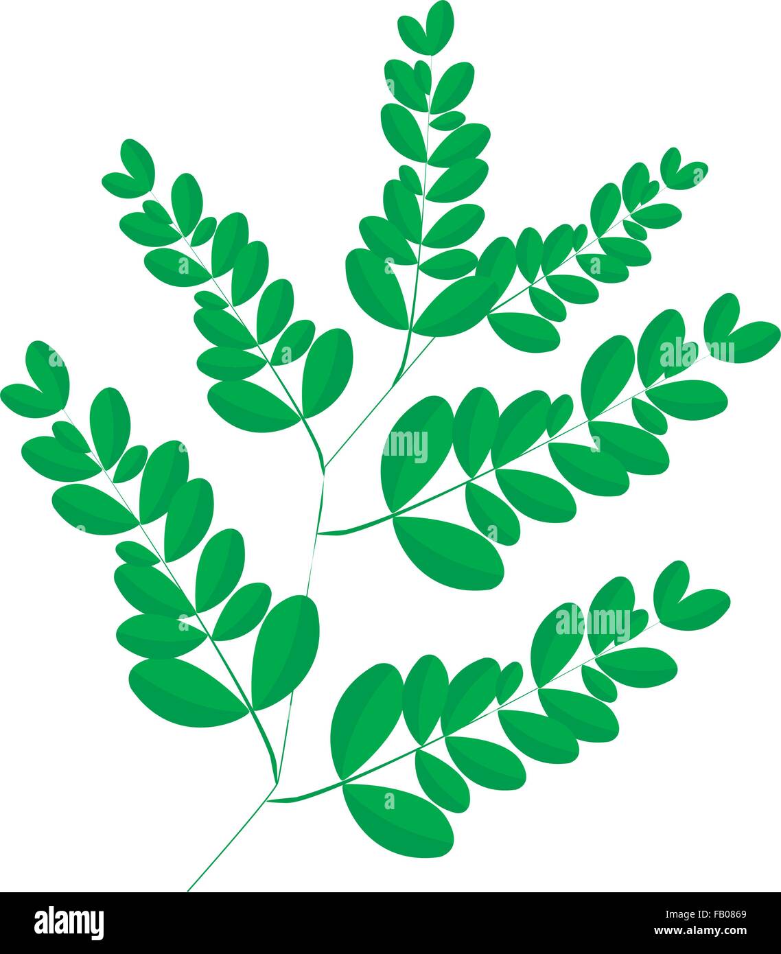 Vegetable and Herb, An Illustration of A Fresh Fresh Moringa Leaves are