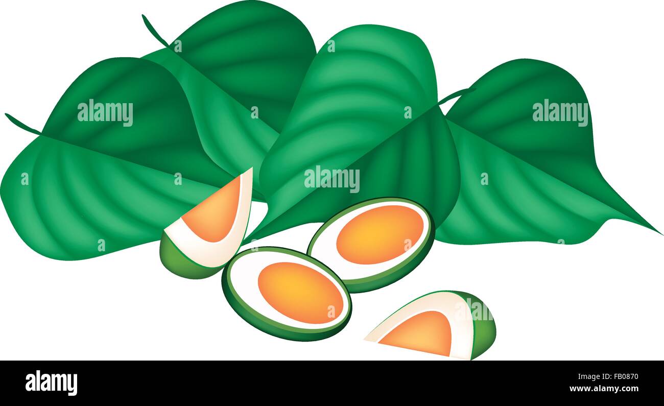 An Illustration of Half Areca Nut and Betel Leaves, Asian Traditional Chewing Gum to Make Teeth Stronger. Stock Vector