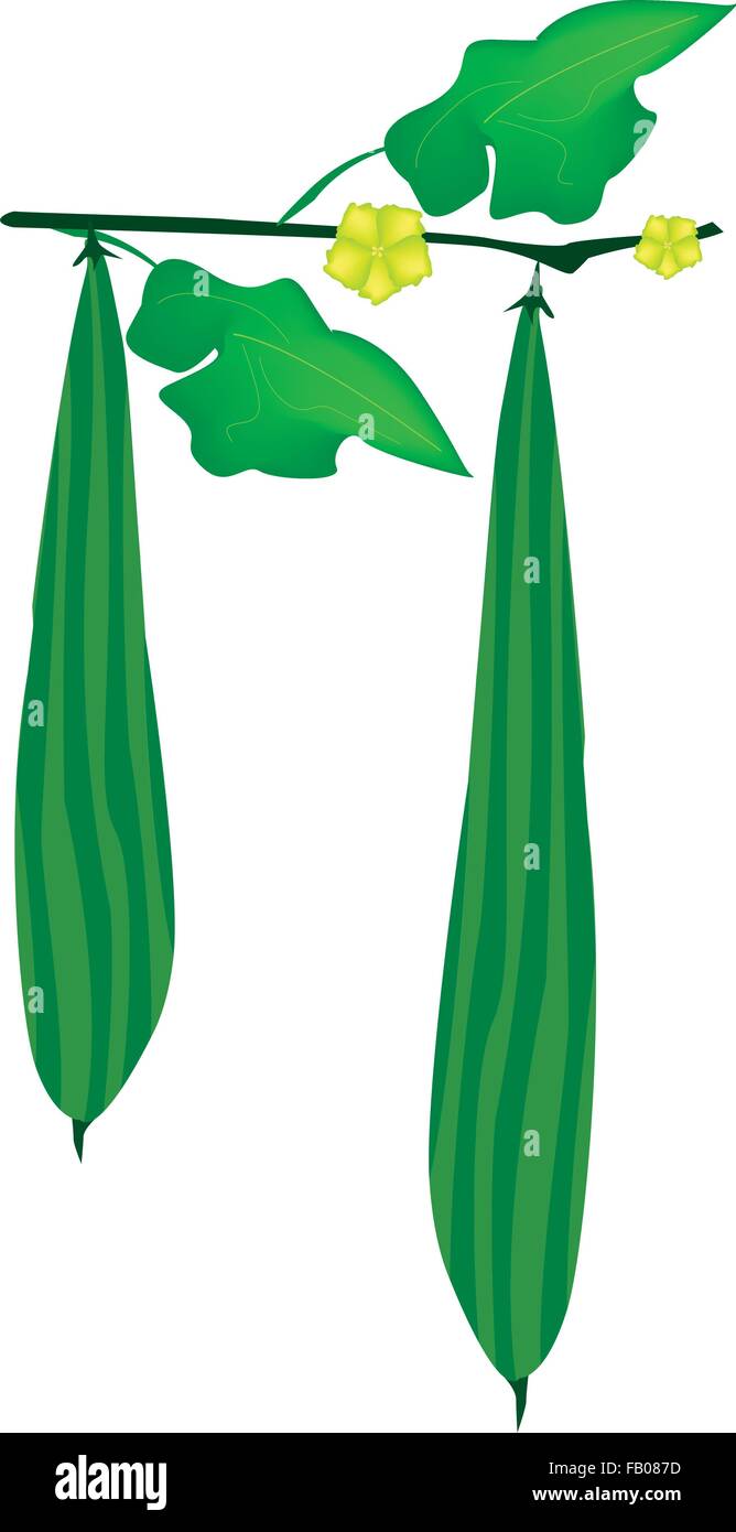 Ridged Gourd Stock Photos & Ridged Gourd Stock Images Alamy