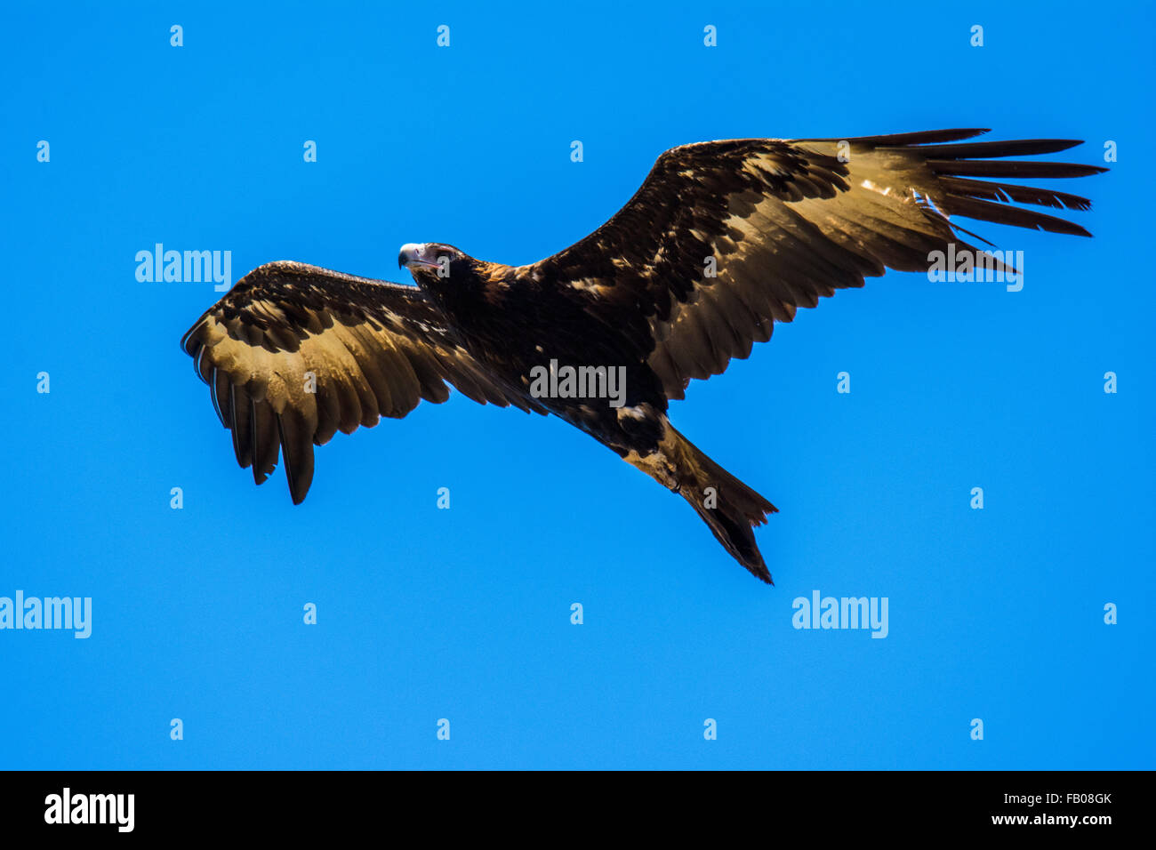 Wedge tailed eagle hi-res stock photography and images - Alamy