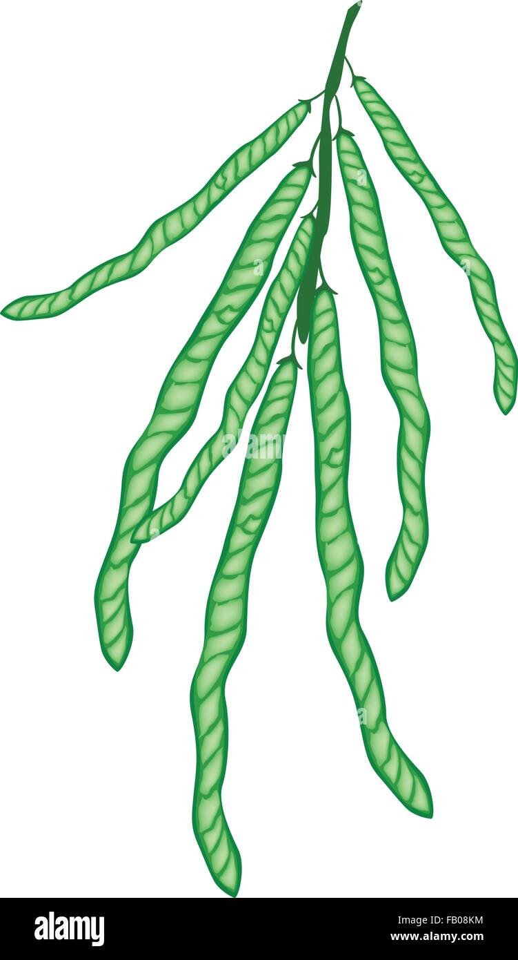 An Illustration of Fresh Mung Bean Pods Hanging on A Twig, Used in Both