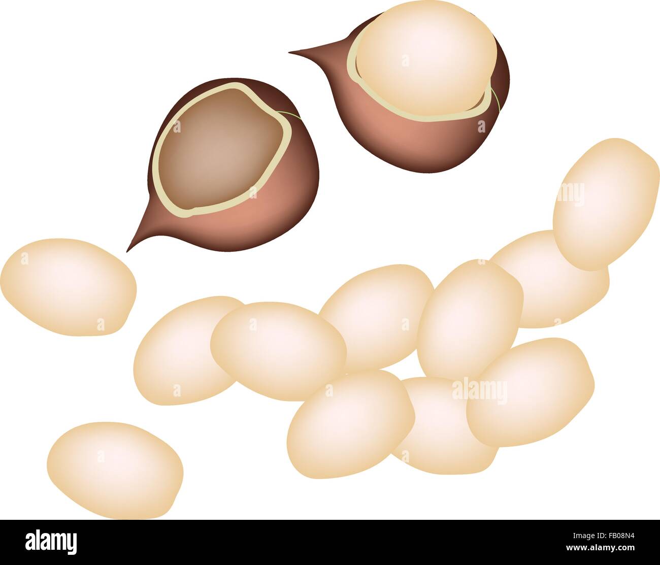 A Pile of Shelled and Unshelled Macadamia Nuts Isolated on White