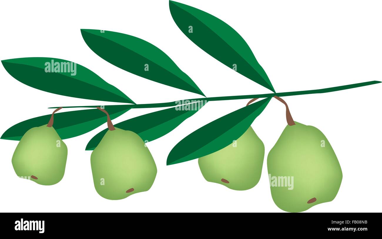 Illustration of Fresh Green Walnuts on A Tree, Good Source of Dietary Fiber, Vitamins and Minerals. Stock Vector