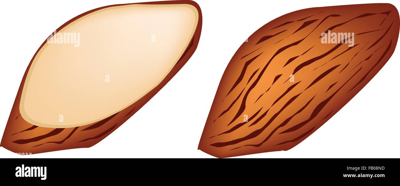 Illustration of Whole Almond and Slice Almond Isolated on White