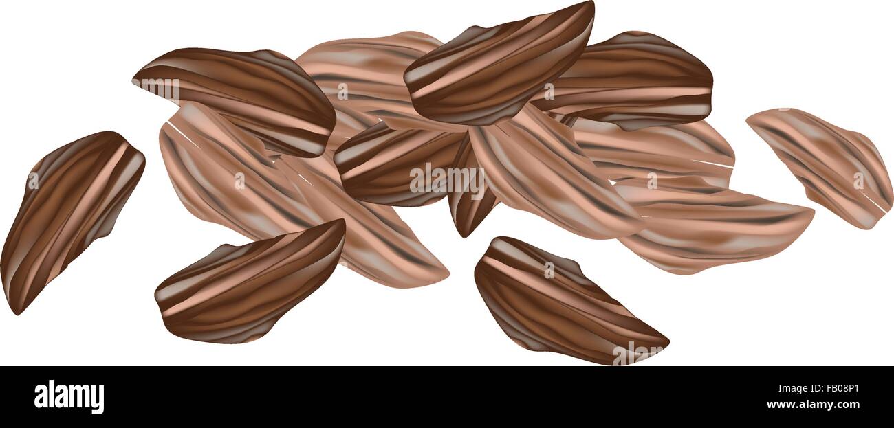 Vegetable and Herb, An Illustration of Dried Pods of Cardamom Used for Seasoning in Cooking. Stock Vector