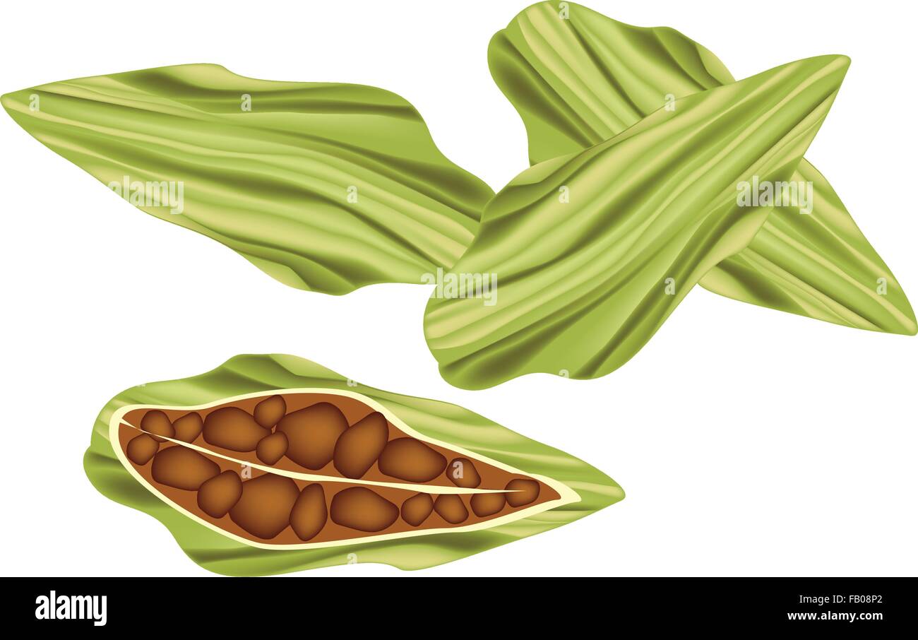 Vegetable and Herb, An Illustration of Whole and Half of Fresh Green Cardamom Pods Used for Seasoning in Cooking. Stock Vector