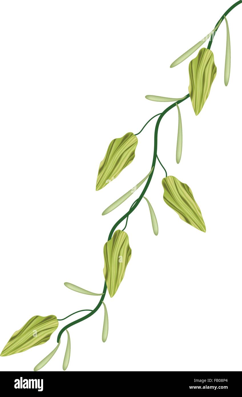 Vegetable and Herb, An Illustration of Fresh Green Cardamom Pods on A Stem Used for Seasoning in Cooking. Stock Vector
