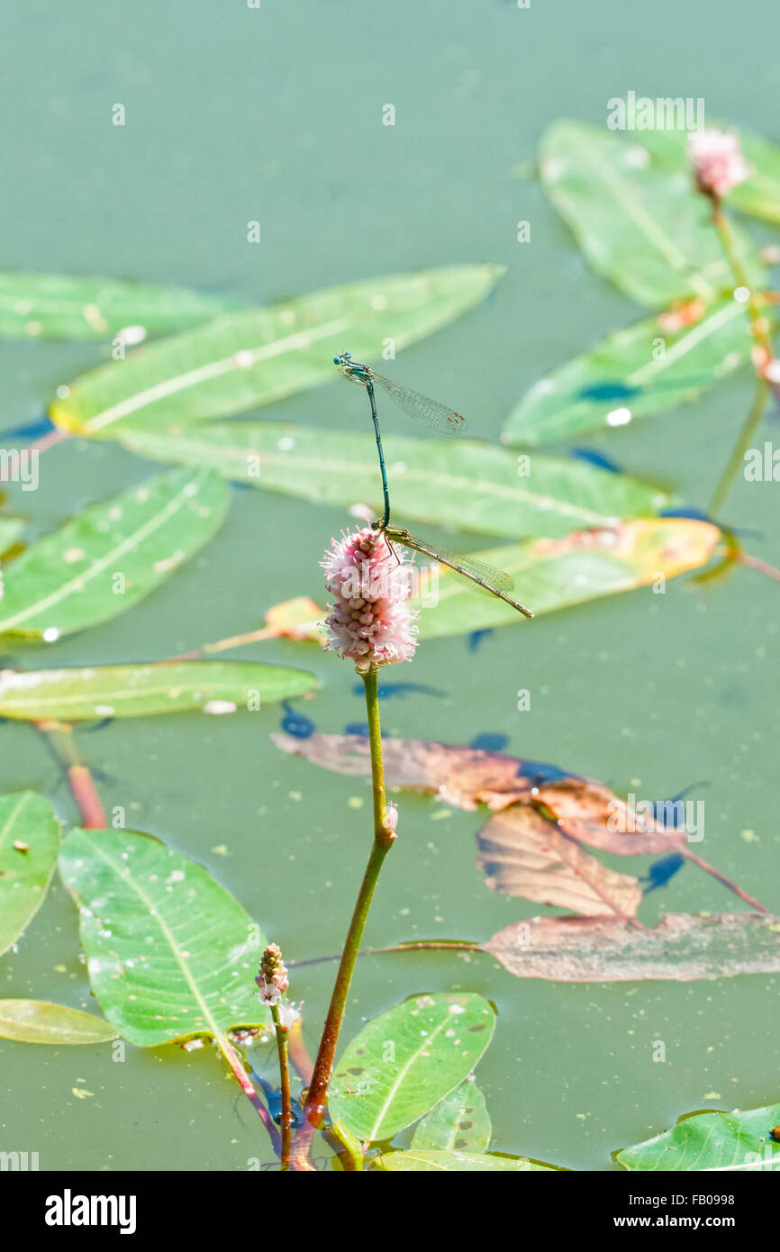 Blue dragonfly sitting on the aquatic plant Stock Photo - Alamy