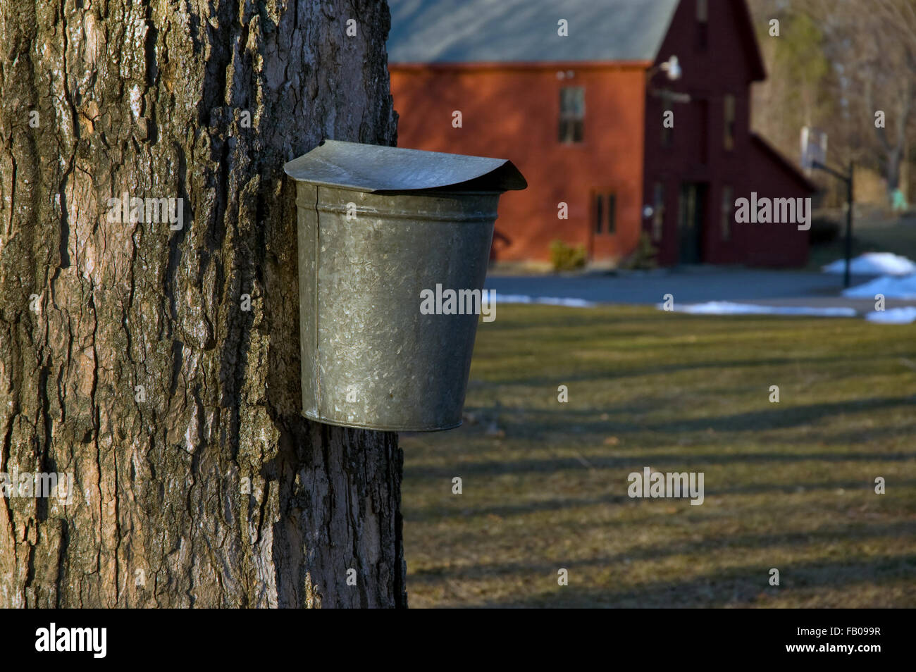 Local farm taps a maple tree to collect sap to make maple syrup in