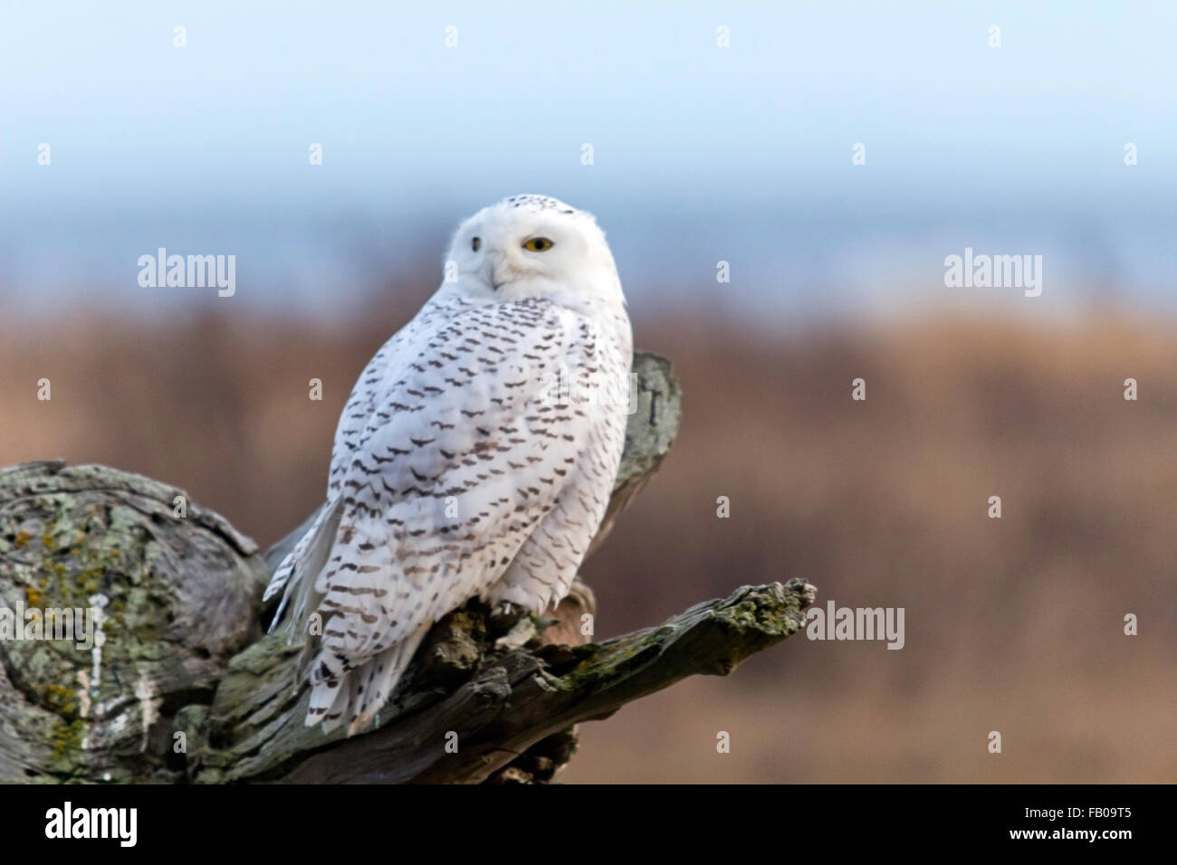 Closeup- Snowy owl on the stump  Vancouver,Canada Stock Photo