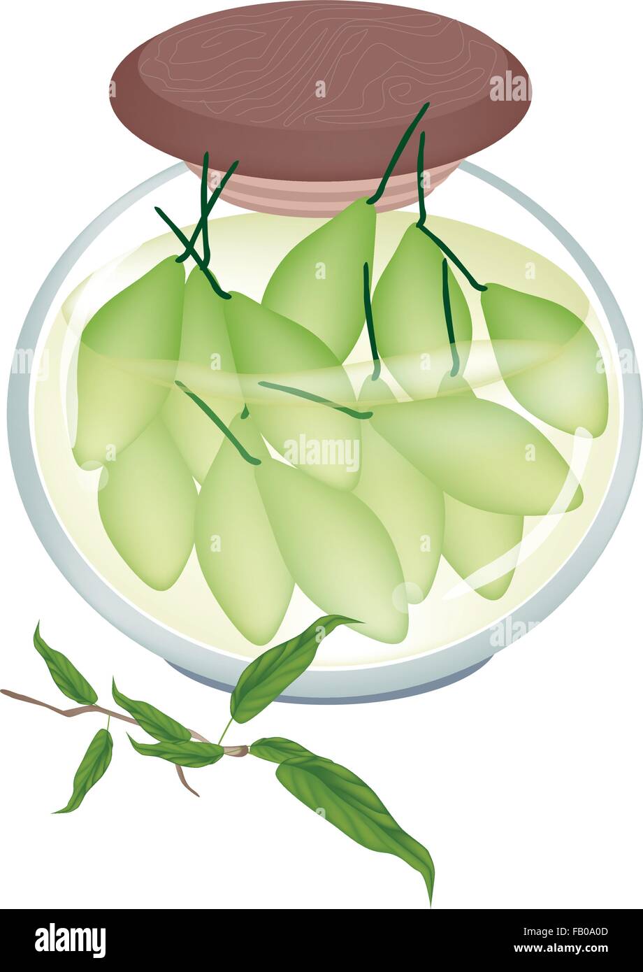 Fruit, An Illustration of Pickled Chebulic Myrobalan or Preserved Terminalia Chebula in Brine of Water and Salt in Glass Jar Iso Stock Vector