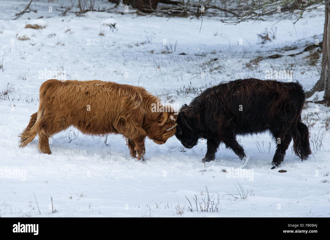 Scottish Highland calves fighting Stock Photo