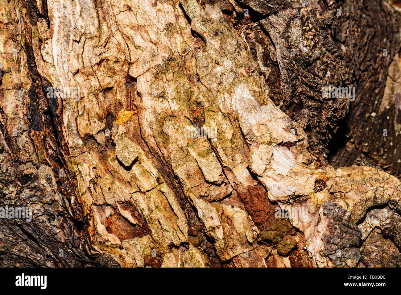 Poplar bark background. Untreated wood. Grungy texture Stock Photo - Alamy