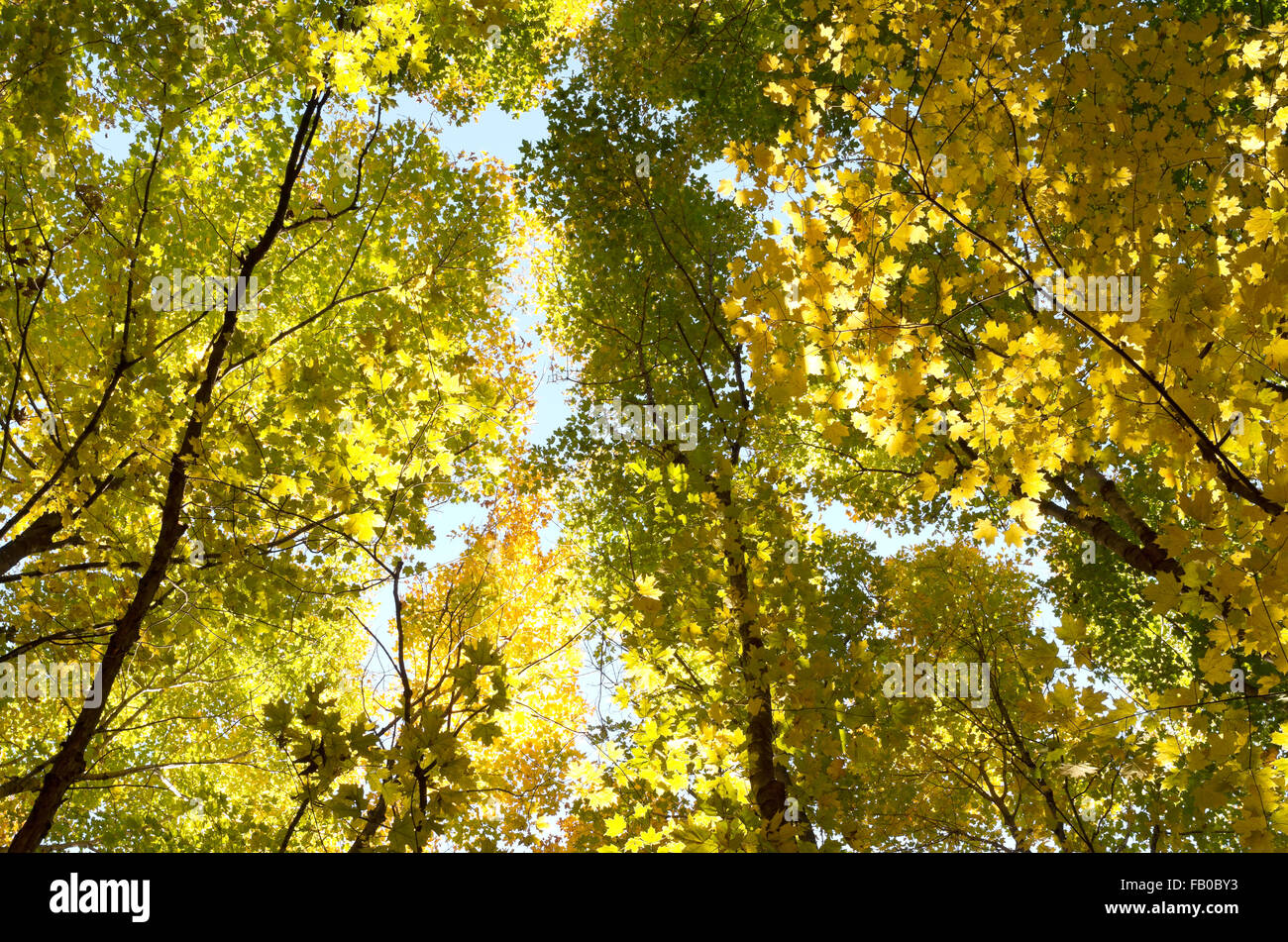 forest canopy of maple and other deciduous trees backlit with golden hues of  autumn season Stock Photo