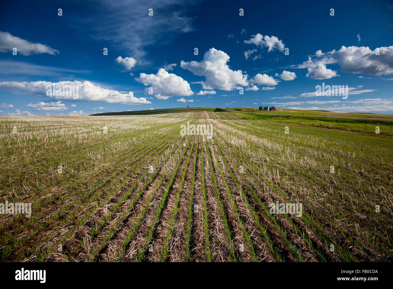 Recently harvested wheat field on the Great Plains of Alberta, Canada. Stock Photo