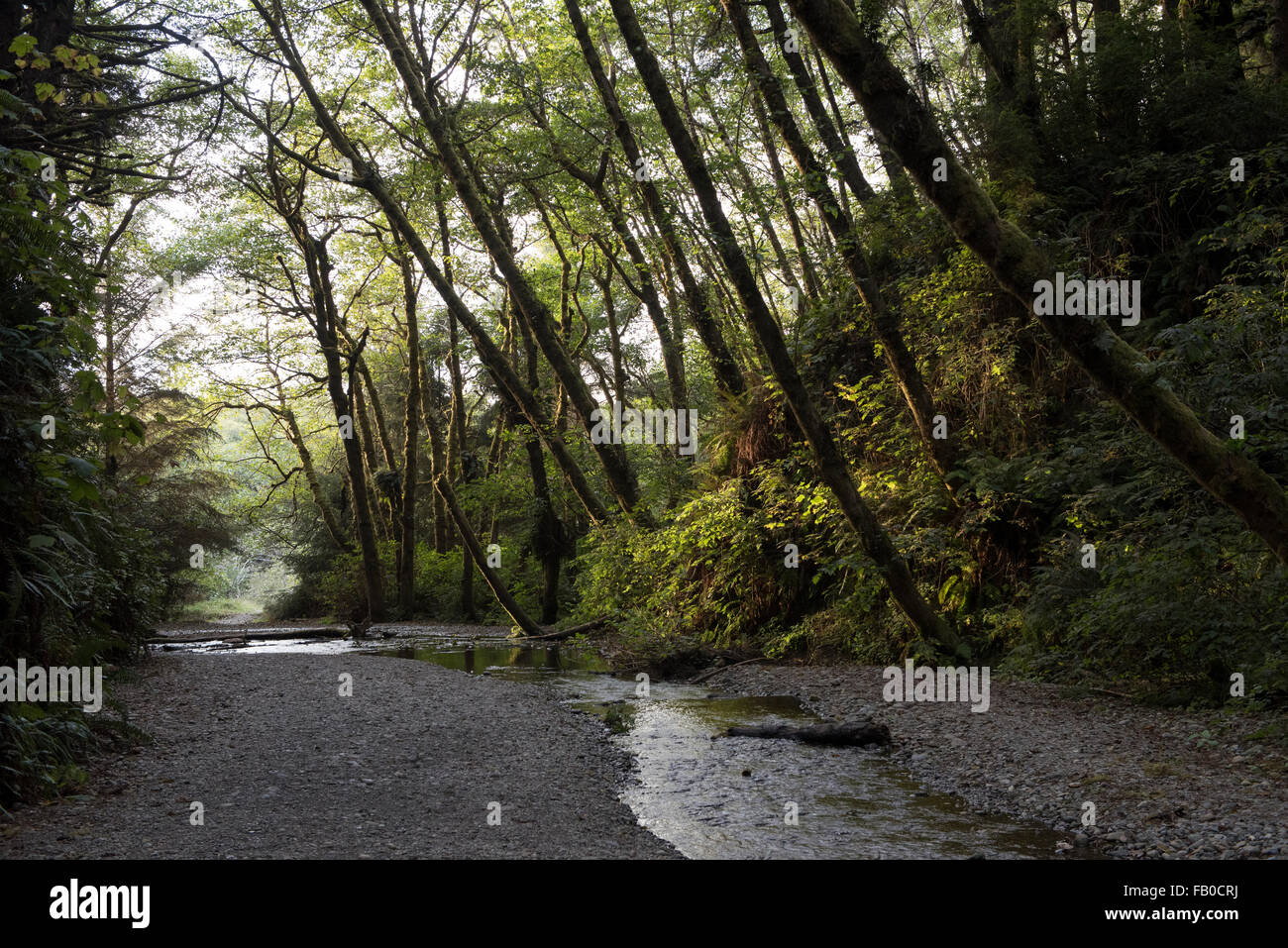 The trailhead of Fern Canyon, a canyon in the Prairie Creek Redwoods