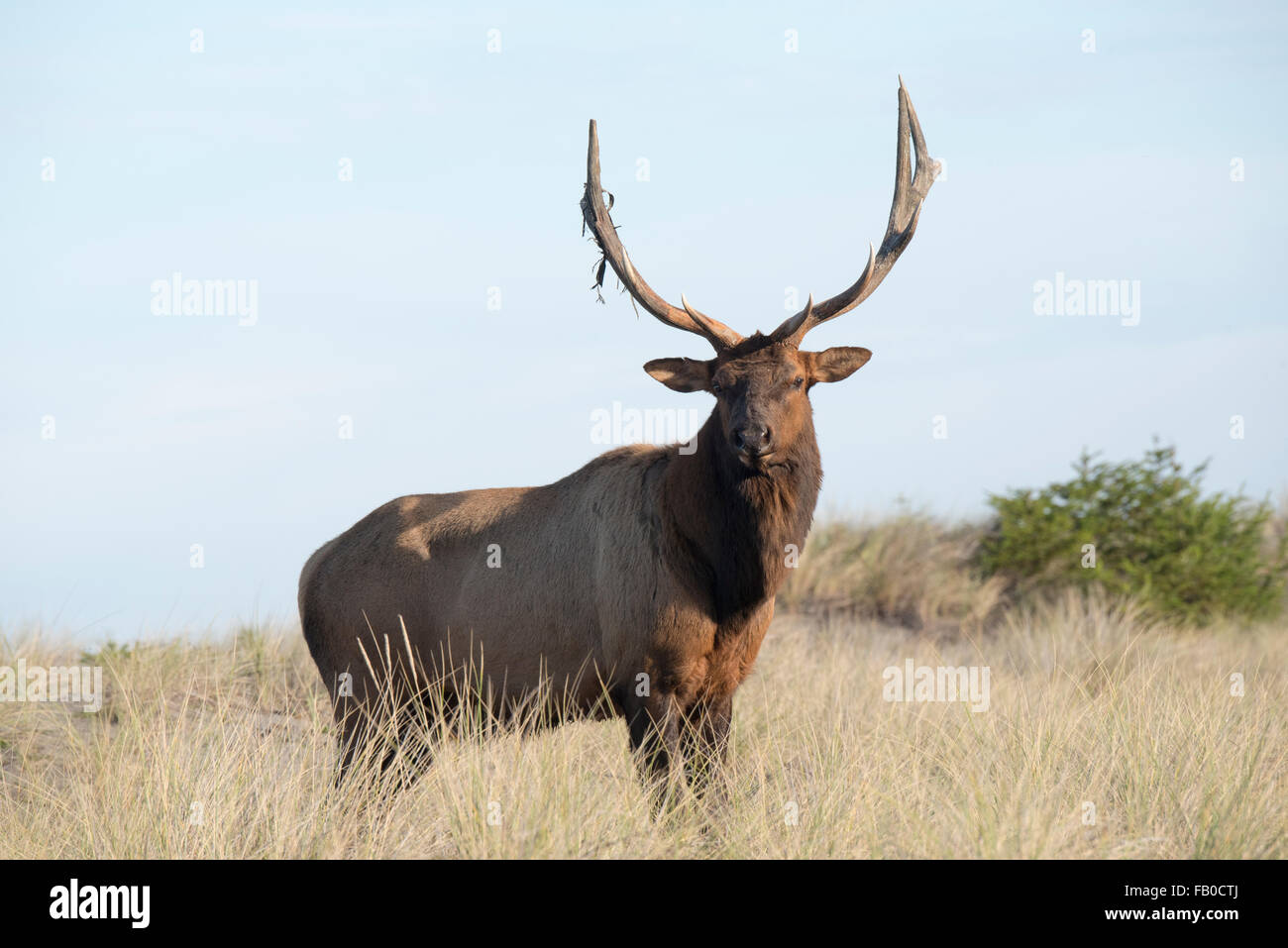 An elk passes on the sandy beach and dunes near Gold Bluffs Beach Campground at Prairie Creek Redwoods State Park in California. Stock Photo