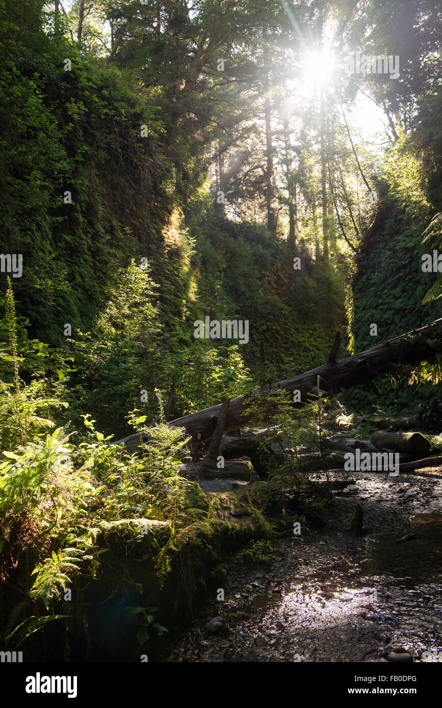 Early morning light streams into Fern Canyon, a canyon in the Prairie