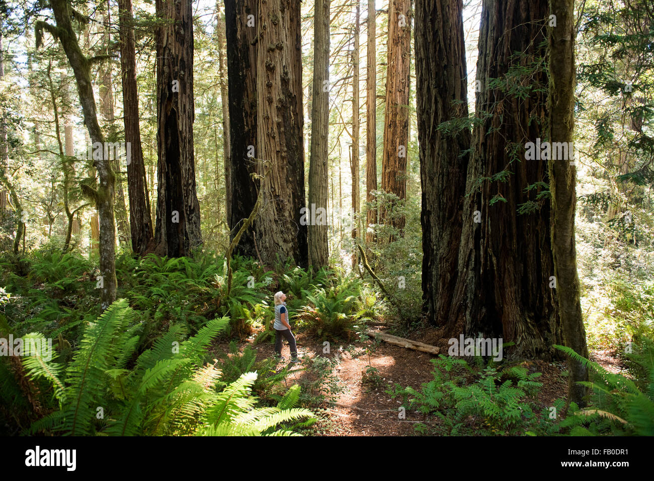 A woman is dwarfed as she looks up at a stand of Redwoods at the Lady Bird Johnson Grove at Redwood National Park. Stock Photo
