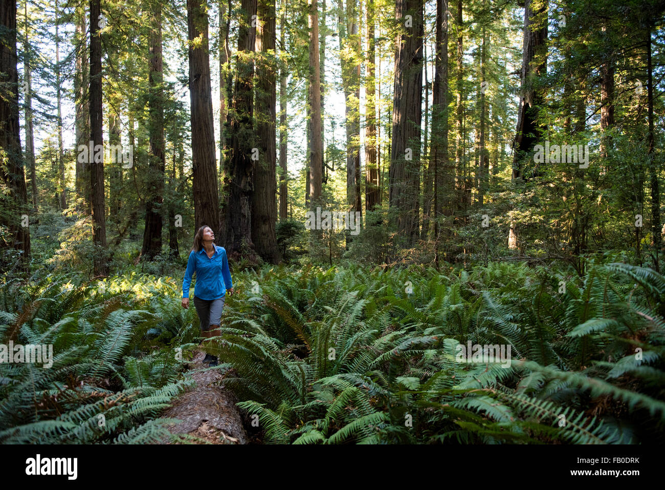 A woman walking on a log in a grove of ferns looks up at the forest in the Lady Bird Johnson Grove at Redwood National Park. Stock Photo