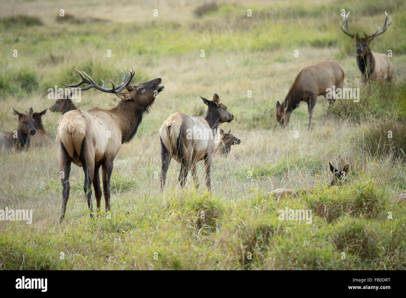 Protected elk graze in Elk Meadow, part of the Prairie Creek Redwoods State Park in Northern California, USA. Stock Photo