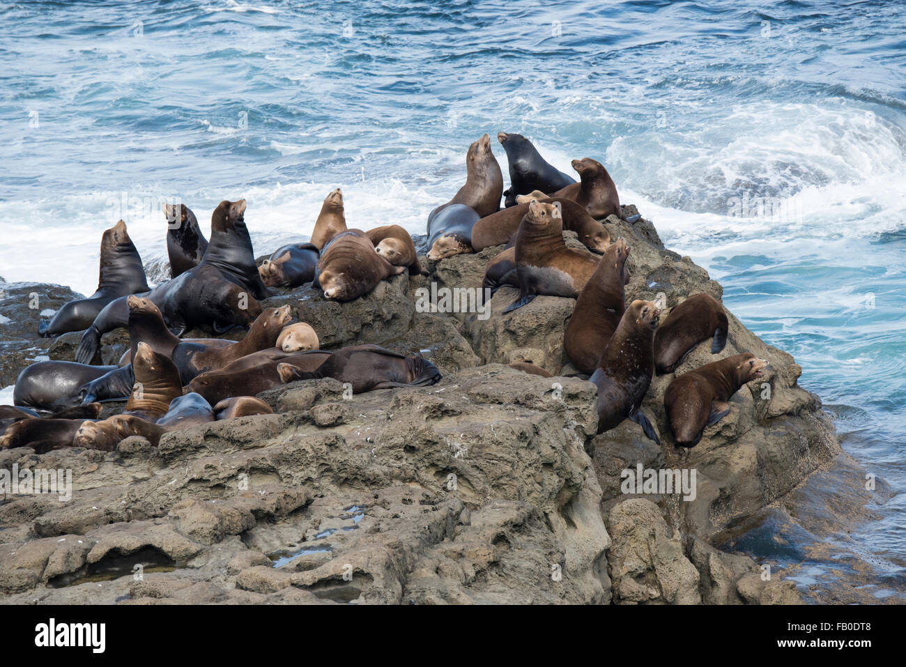 Sea lions on a rocky promontory in the Pacific Ocean on the Oregon Coast in Cape Arago State Park near Coos Bay, Oregon. Stock Photo