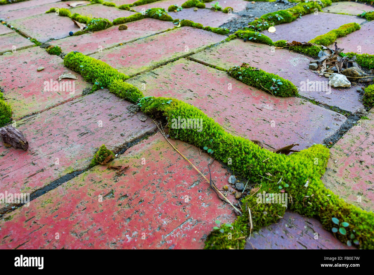 Red Brick with Green Moss Stock Photo