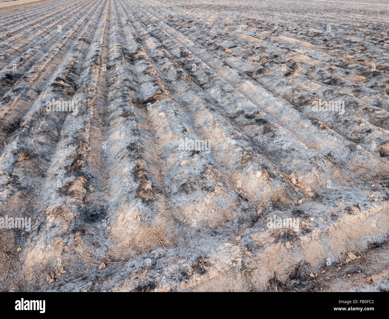 Burnt cultivated field with furrows prepared for next plantation Stock Photo Alamy