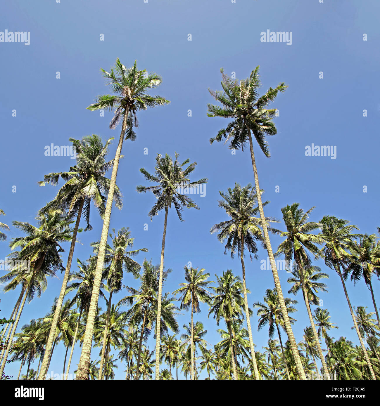 pile of coconut tree with sky background Stock Photo