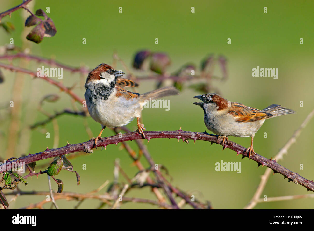 House Sparrow Passer domesticus males in farm hedgerow Stock Photo