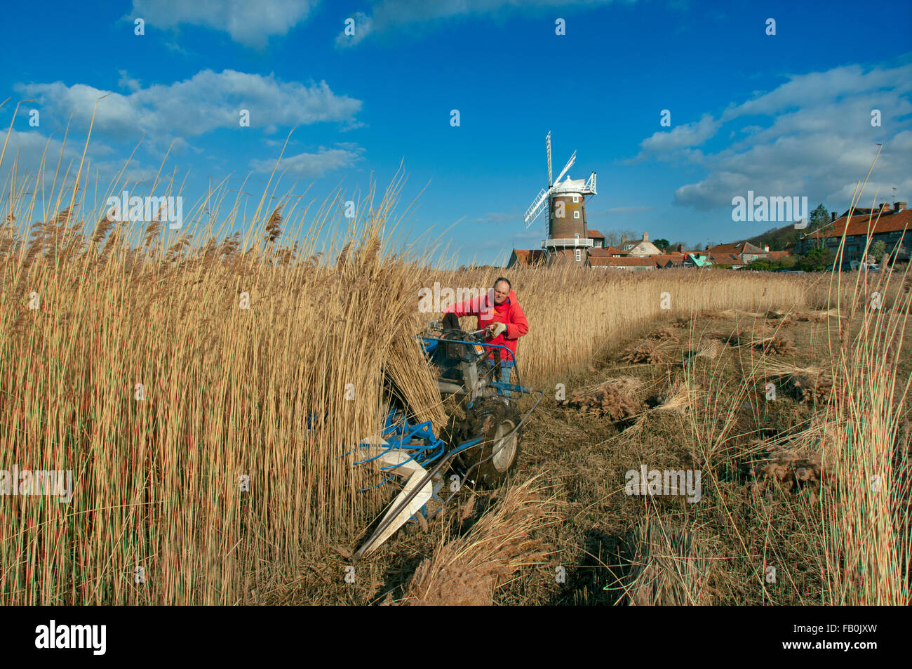 Cley windmill and marshes with reed cutting in progress on the north Norfolk coast in Winter UK Stock Photo