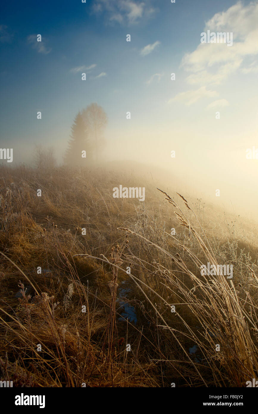 fog in mountains, trees without leaves, yellow grass, beautiful sunlight Stock Photo