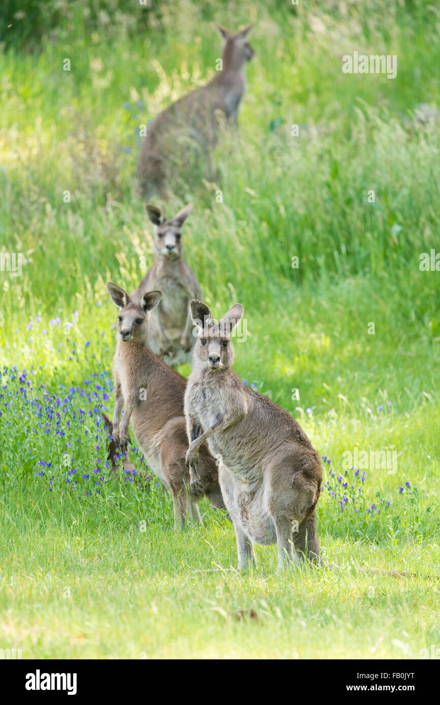 Group of kangaroos hires stock photography and images Alamy