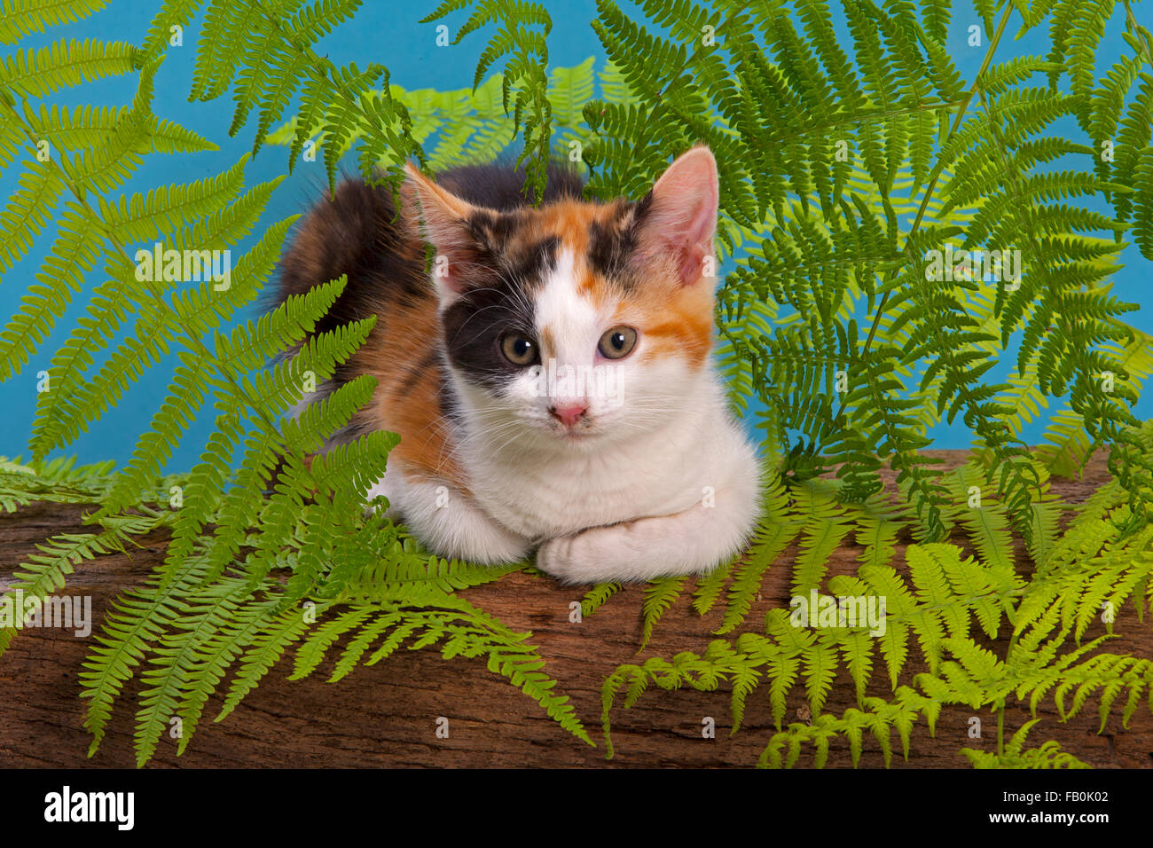Tortoiseshell Kitten portrait Stock Photo - Alamy
