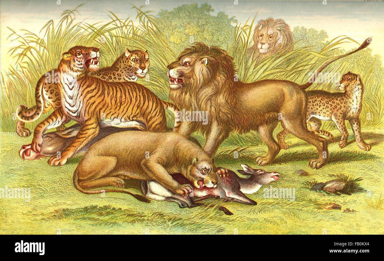 Asiatic Lion Vs Bengal Tiger