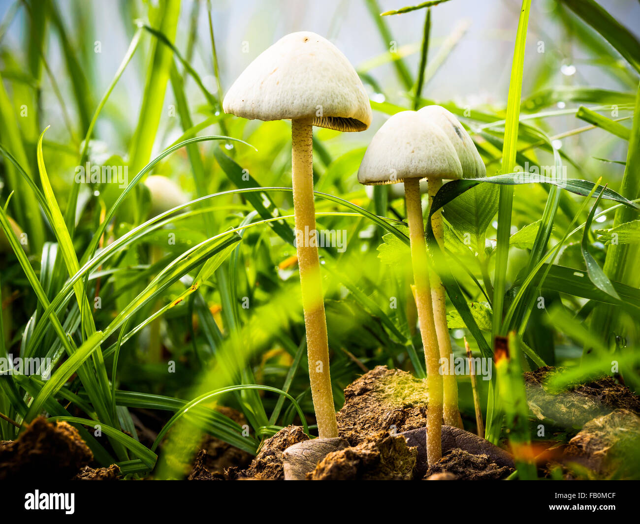 Natural tiny mushroom growing on the ground Stock Photo