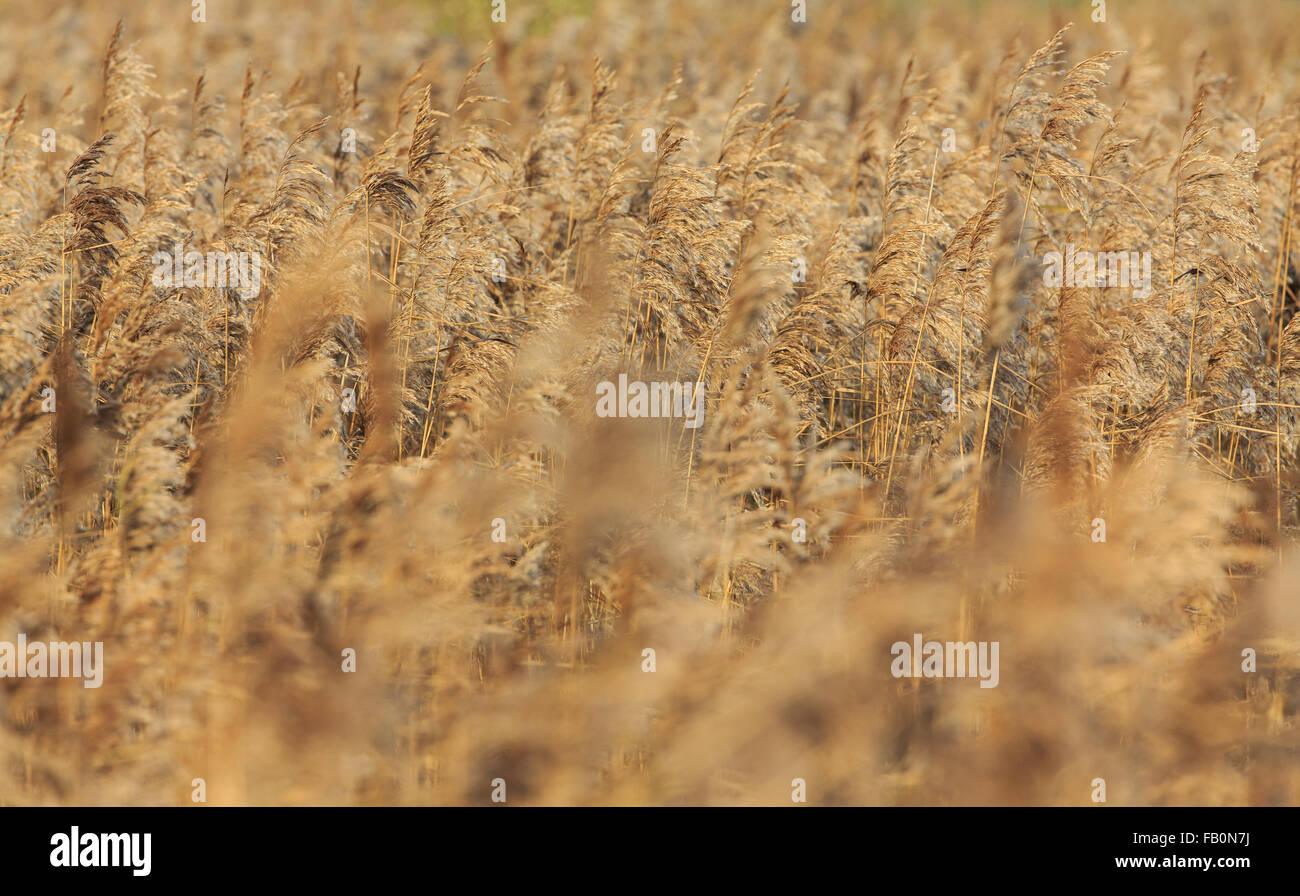 Reed habitats hi-res stock photography and images - Alamy
