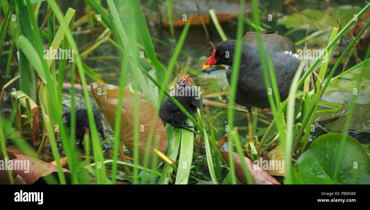 ADULT,MOORHEN,JUVENILE,CHICK,ROTHERVALLEY COUNTRY PARK,JUNE ,29TH ,2015 Stock Photo