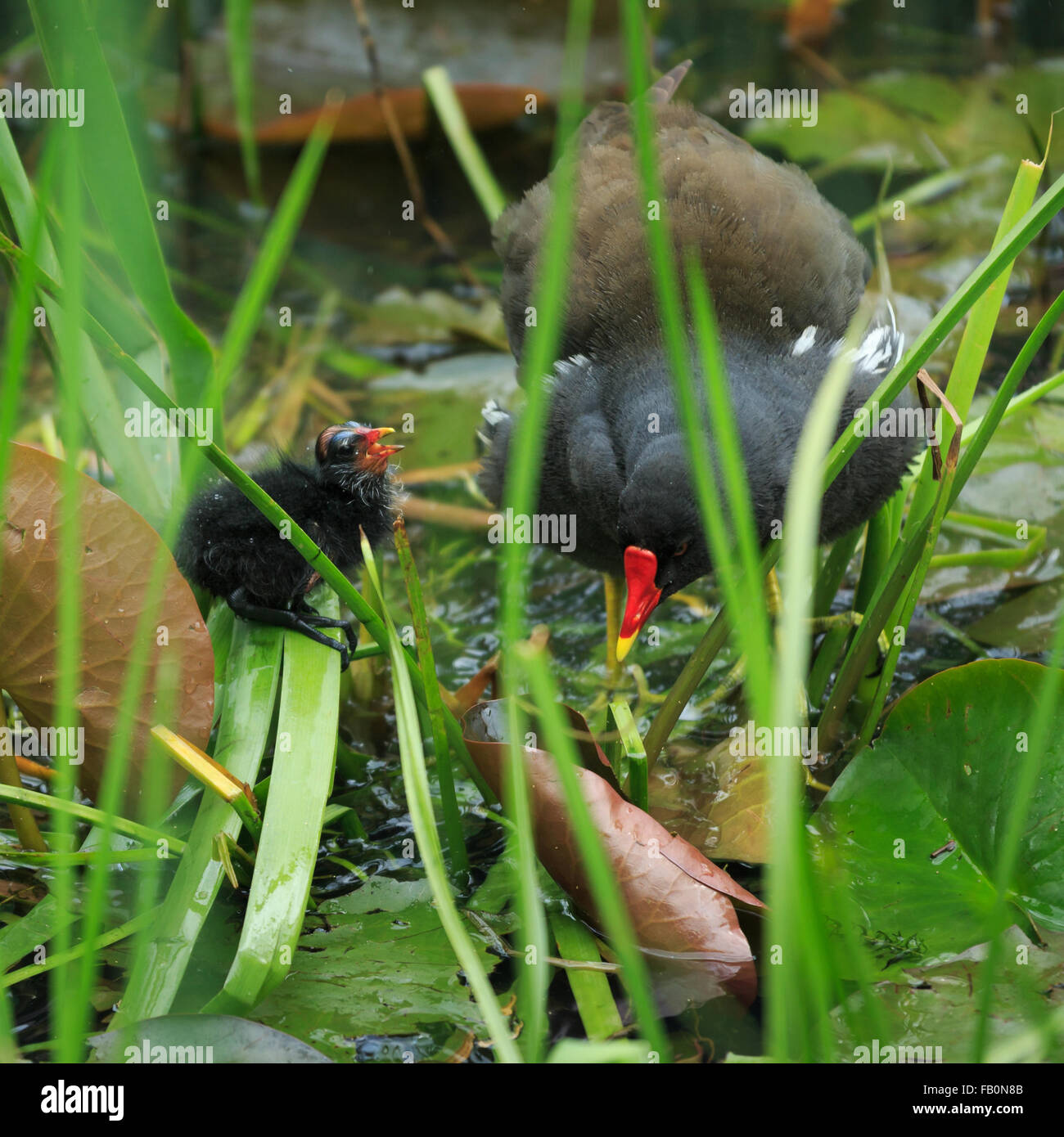 ADULT,MOORHEN,JUVENILE,CHICK,ROTHERVALLEY COUNTRY PARK,JUNE ,29TH ,2015 Stock Photo