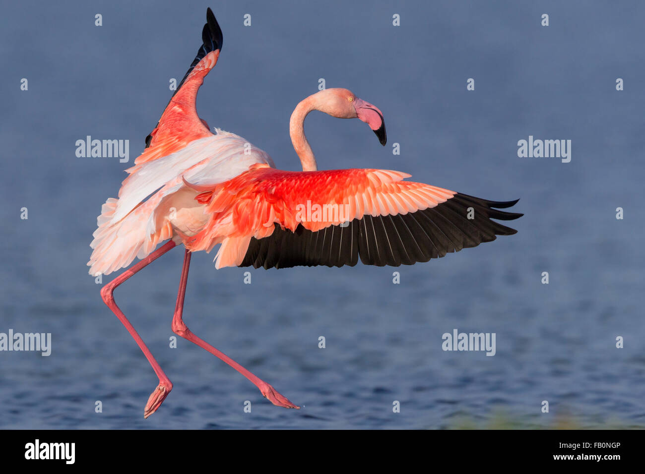 Greater Flamingo (Phoenicopterus roseus), Adult landing, Salalah, Dhofar, Oman Stock Photo