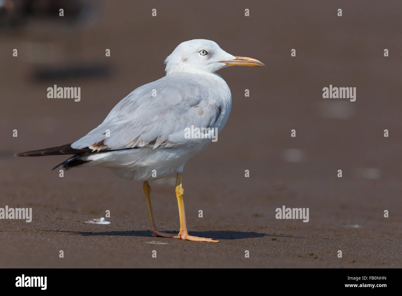 Slender-billed Gull (Chroicocephalus genei), Standing on the beach, Qurayyat, Muscat Governorate, Oman Stock Photo
