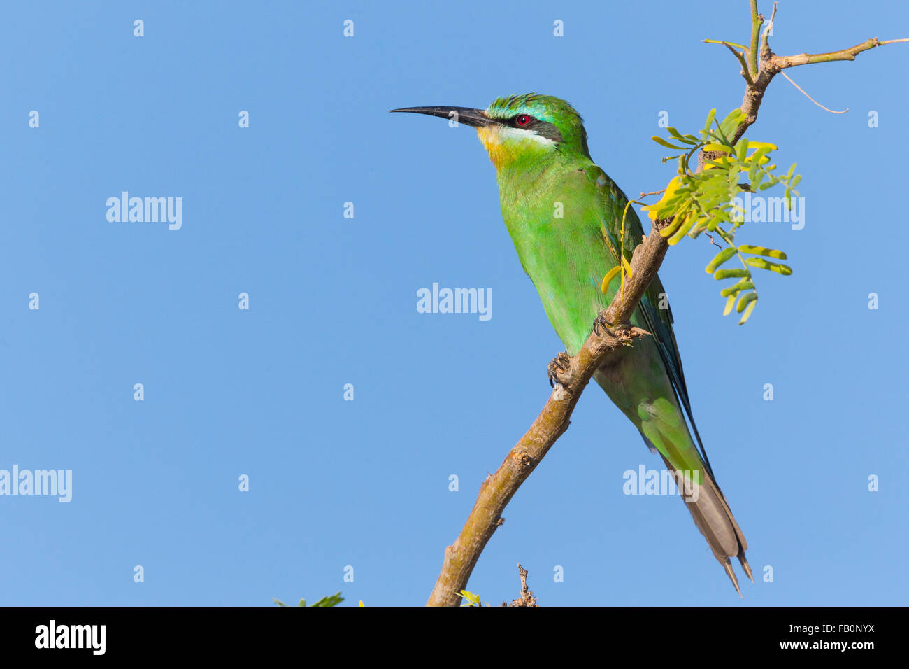 Blue-cheeked Bee-eater (Merops persicus), Perched on a branch, Salalah, Dhofar, Oman Stock Photo