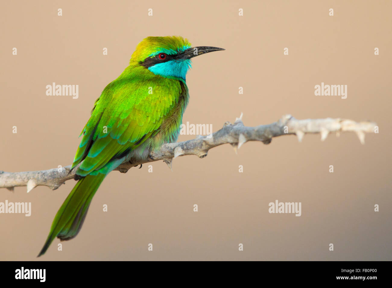 Green Bee-eater (Merops orientalis cyanophrys), Perched on a branch, Qurayyat, Muscat Governorate, Oman Stock Photo