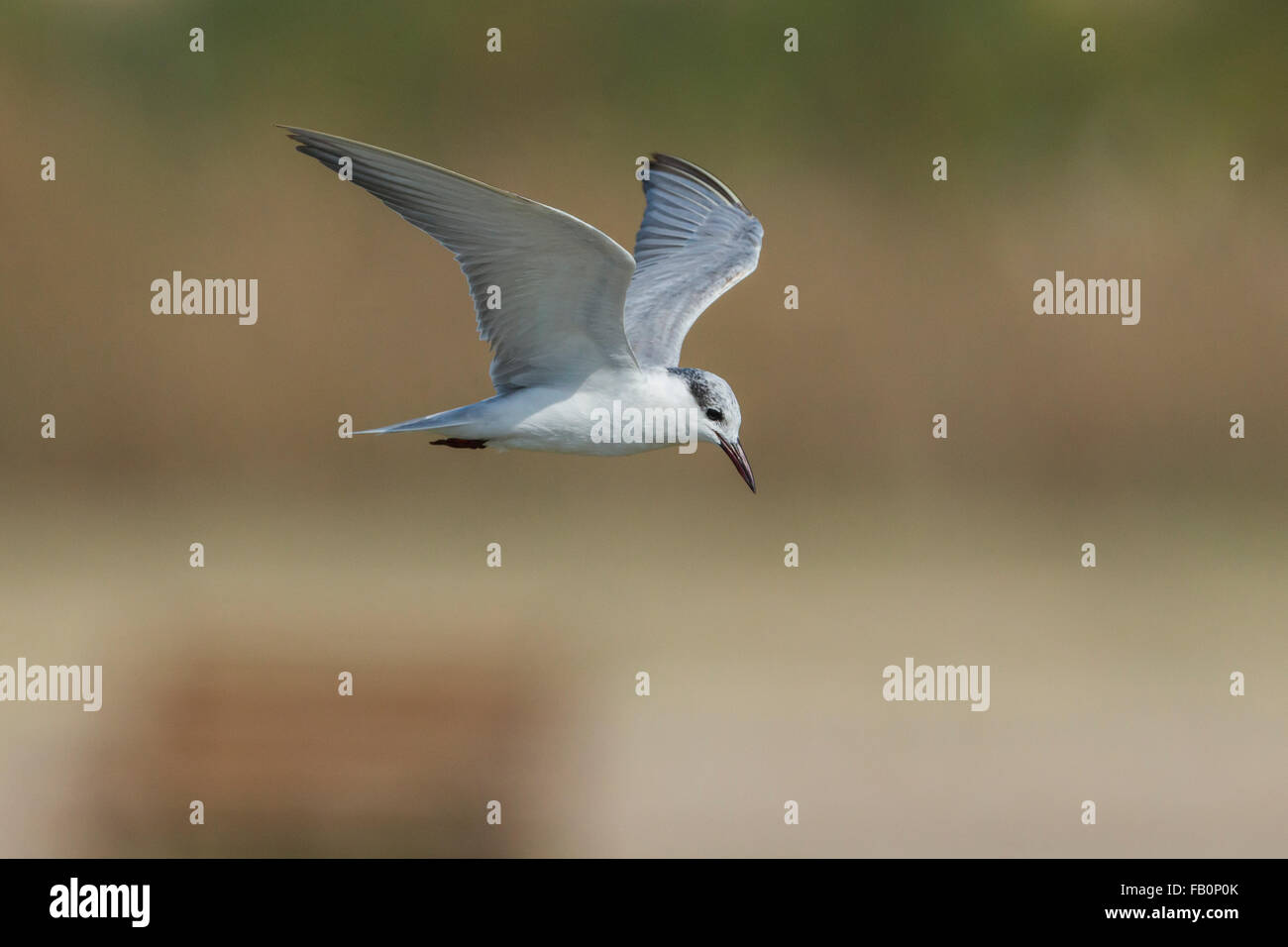 Whiskered Tern (Chlidonias hybrida), Adult in flight, Taqah, Dhofar, Oman Stock Photo