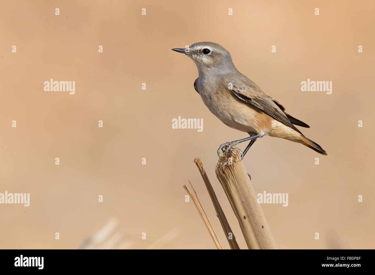 Red-tailed Wheatear (Oenanthe Oenanthe chrysopygia), Standing on a piece of wood, Qurayyat, Muscat Governorate, Oman Stock Photo