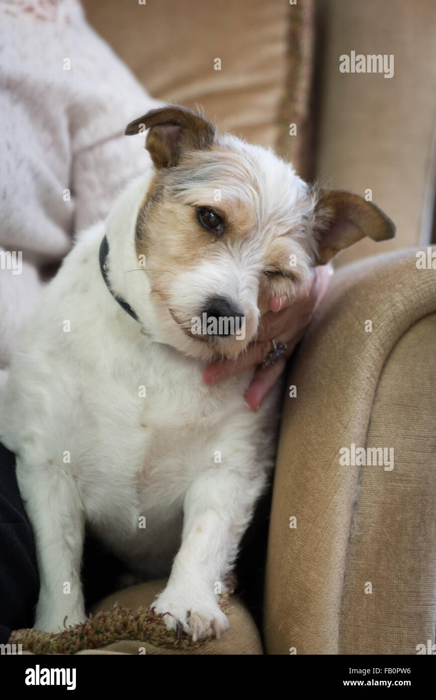 A white and brown Jack Russell dog being fussed on the armchair Stock Photo