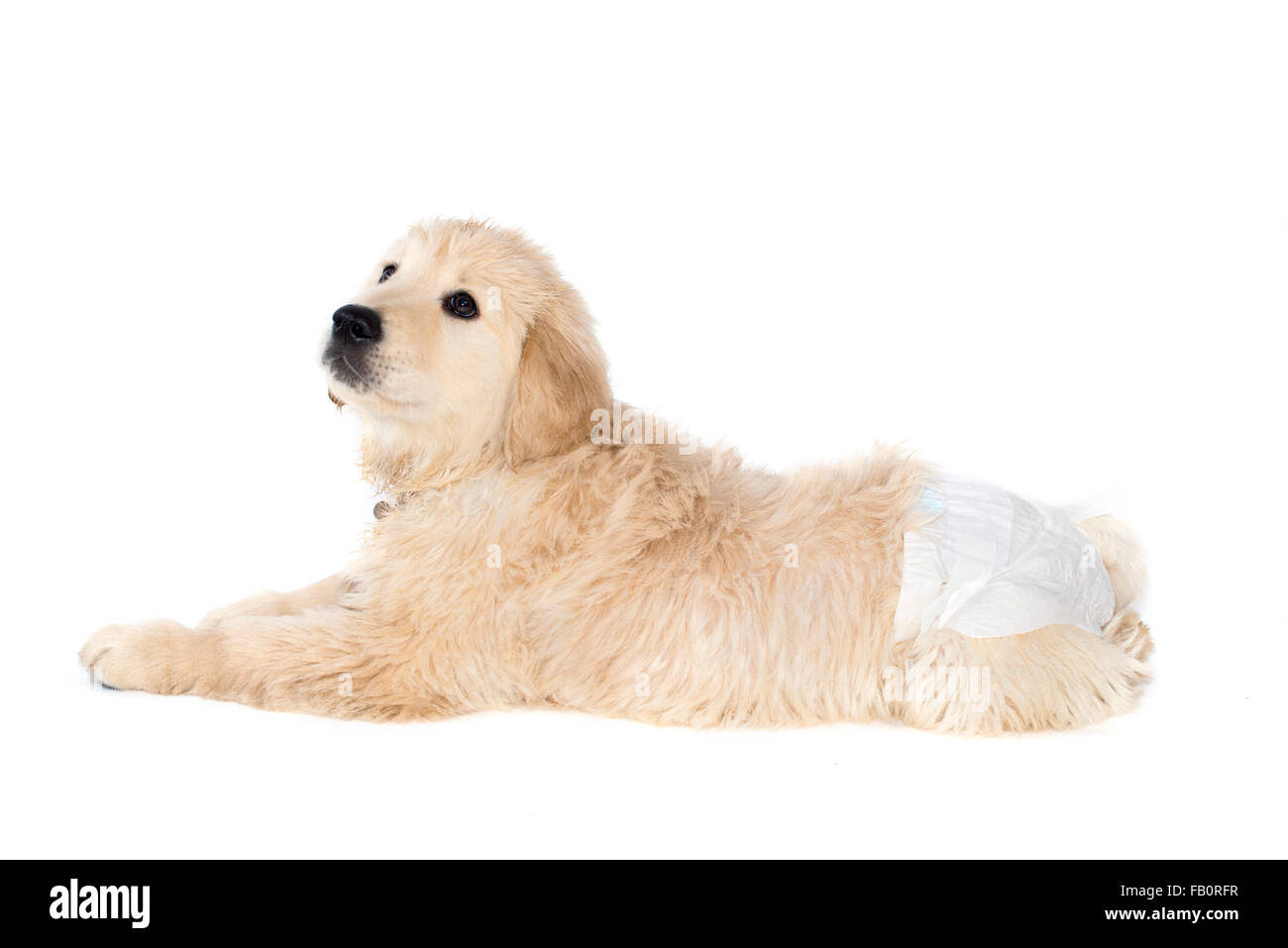 Golden retriever diapers discount