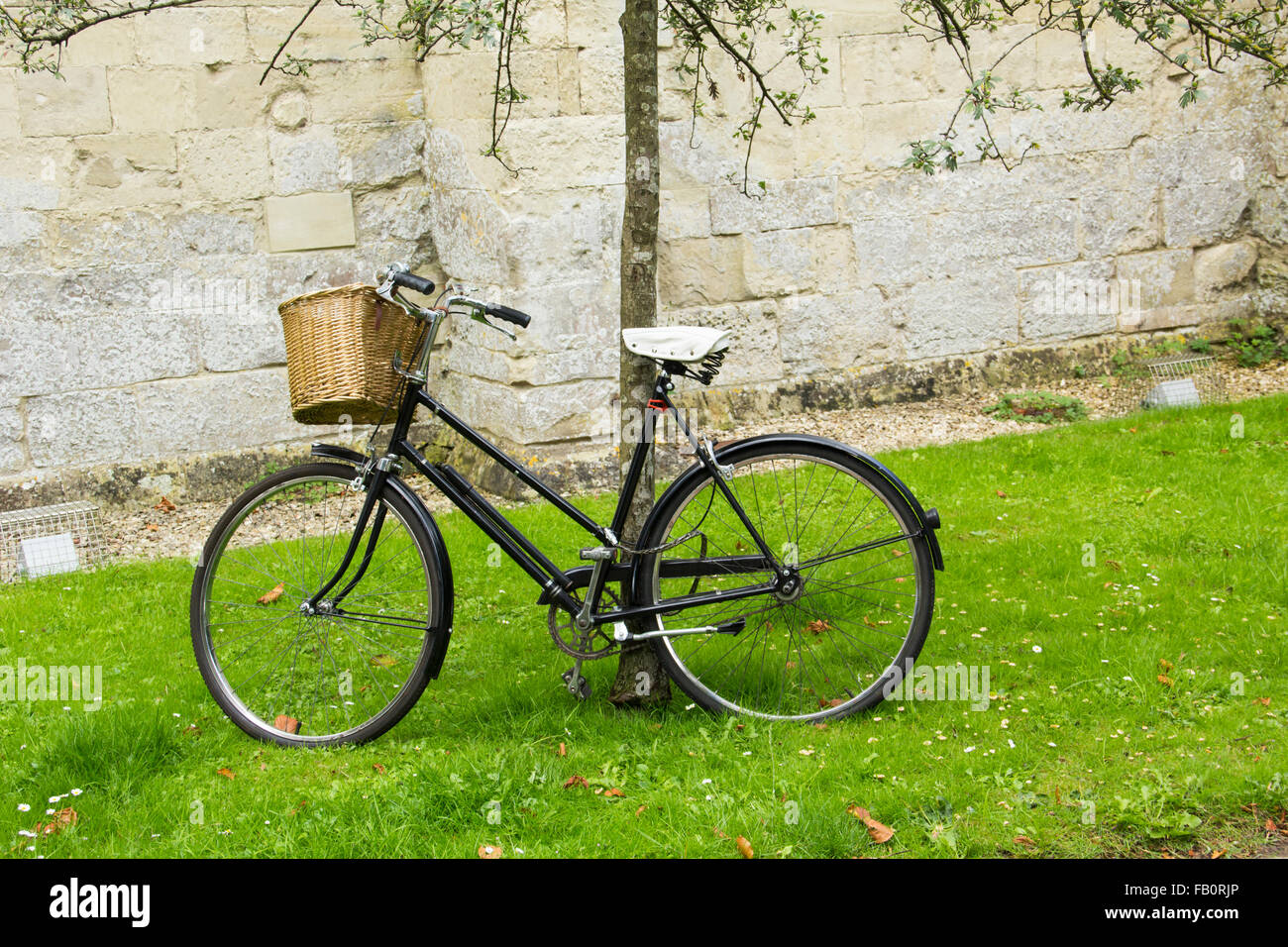 Traditional ladies bicycle with front basket and cruiser type handlebars., chained to a thin tree near the cathedral in Salisbur Stock Photo