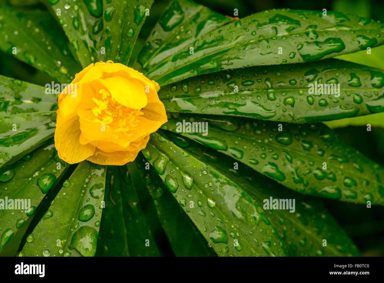 Closeup of yellow globe flower and green plant in rain Stock Photo