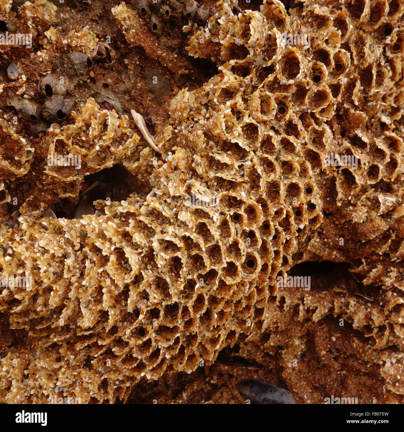 Honeycomb Worm Reef Stock Photo